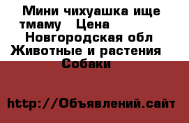 Мини чихуашка ище тмаму › Цена ­ 10 000 - Новгородская обл. Животные и растения » Собаки   